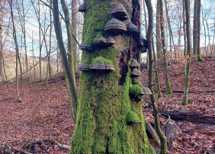 La Cour De Grandmenil Bed & Breakfast